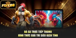 Đá Gà Trực Tiếp Thomo - Hình Thức Giải Trí Siêu Kịch Tính